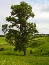 Овраг, где был расстрелян о.Анатолий.